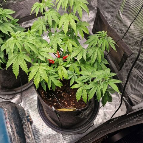 Barneys Farm 2 growlog timeline photo