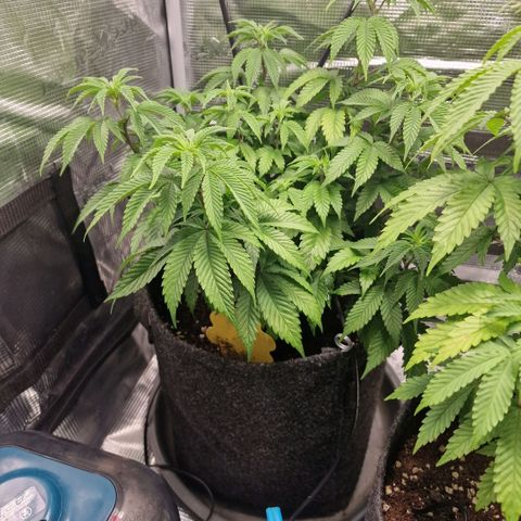 Barneys Farm growlog timeline photo