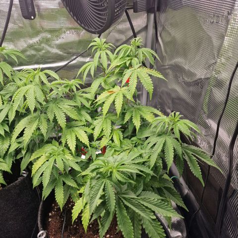Barneys Farm 2 growlog timeline photo