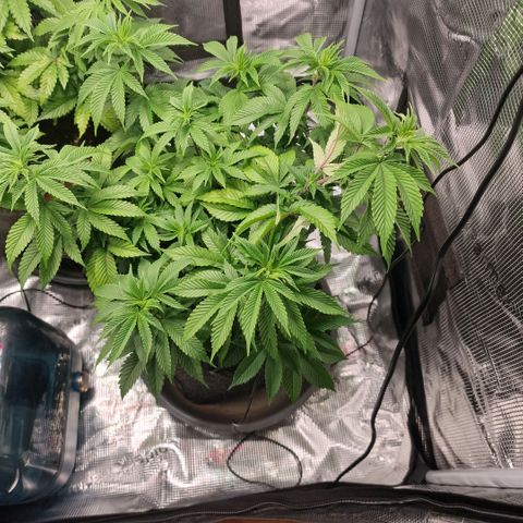Barneys Farm growlog timeline photo