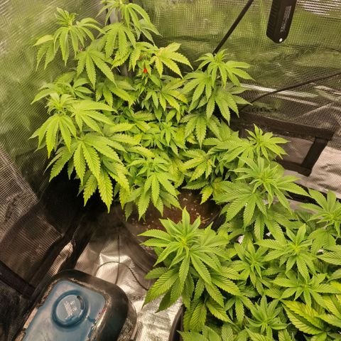 Barneys Farm 2 growlog timeline photo