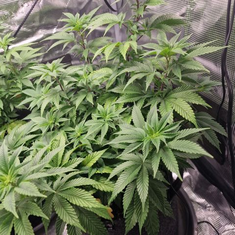 Barneys Farm growlog timeline photo