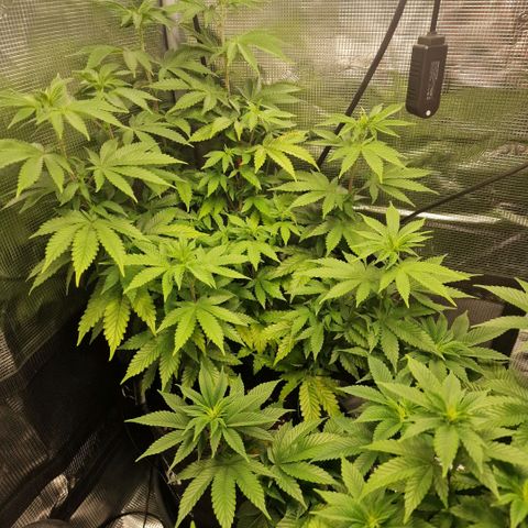 Barneys Farm 2 growlog timeline photo