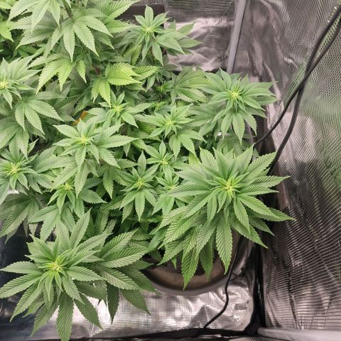 Barneys Farm growlog timeline photo