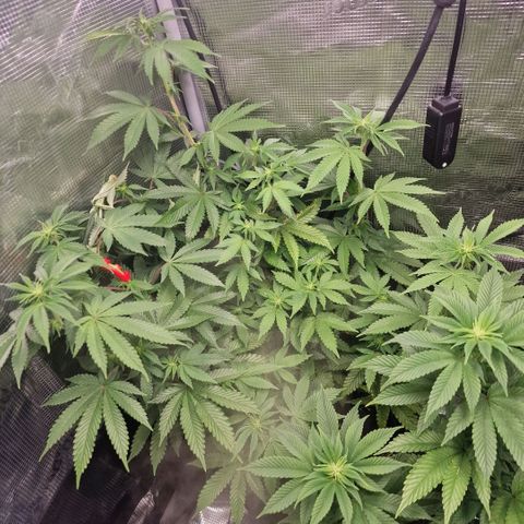 Barneys Farm 2 growlog timeline photo