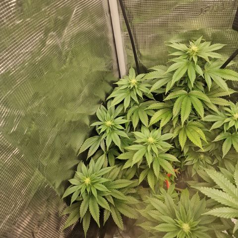 Barneys Farm growlog timeline photo