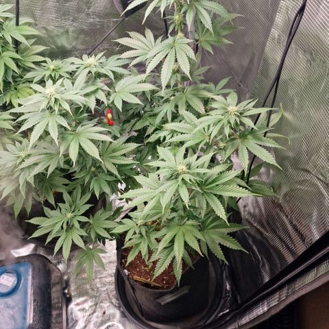 Barneys Farm 2 growlog timeline photo
