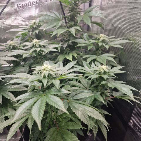 Barneys Farm growlog timeline photo