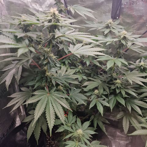 Barneys Farm 2 growlog timeline photo