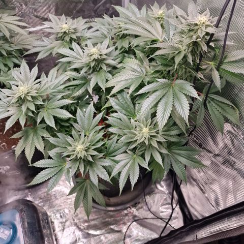 Barneys Farm growlog timeline photo