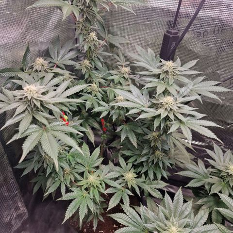 Barneys Farm 2 growlog timeline photo