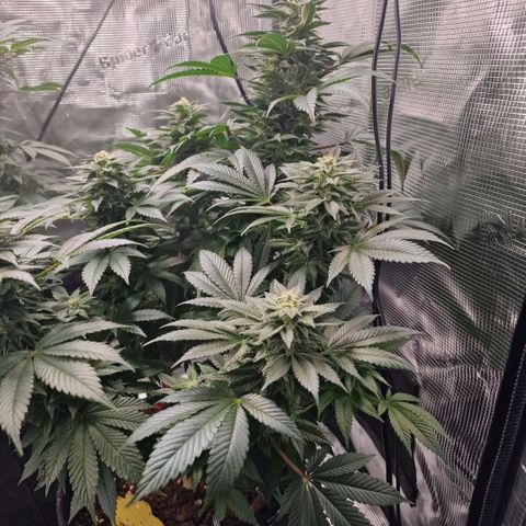 Barneys Farm growlog timeline photo