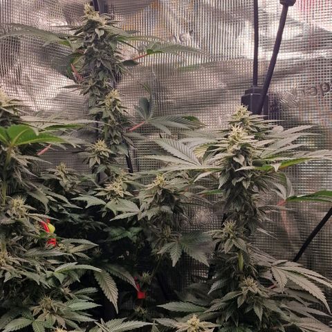Barneys Farm 2 growlog timeline photo