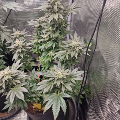Barneys Farm growlog timeline photo