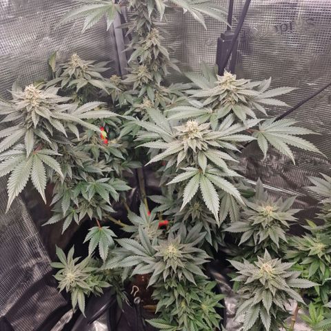 Barneys Farm 2 growlog timeline photo