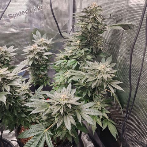 Barneys Farm growlog timeline photo