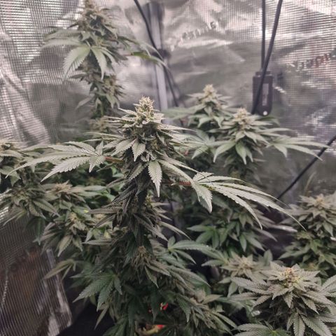 Barneys Farm 2 growlog timeline photo