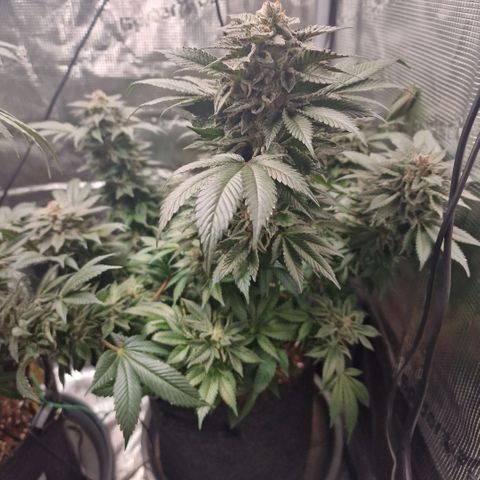 Barneys Farm growlog timeline photo