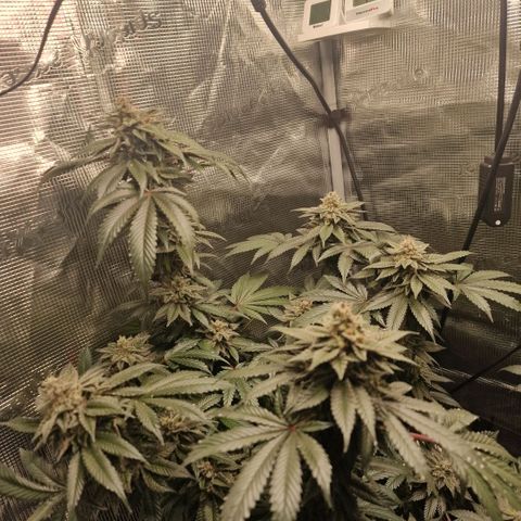 Barneys Farm 2 growlog timeline photo
