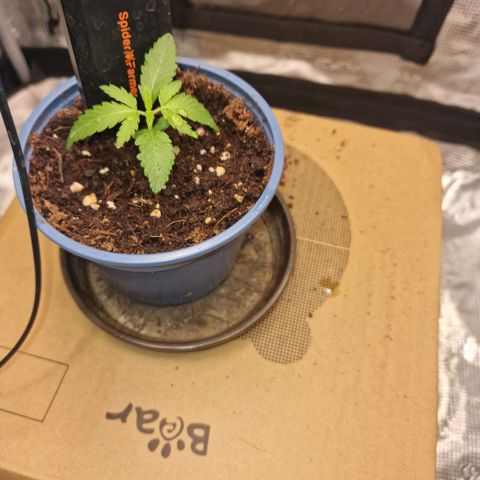 Lunar Howl  growlog timeline photo