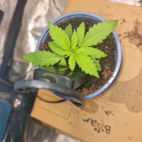 Lunar Howl  growlog timeline photo