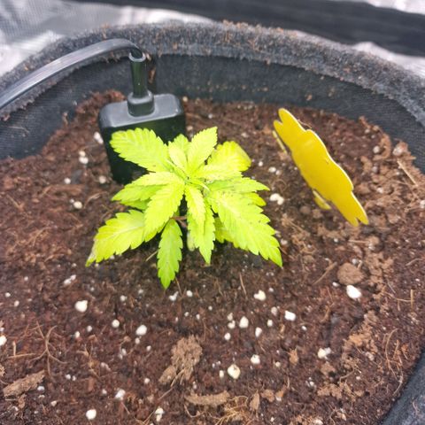 Lunar Howl  growlog timeline photo