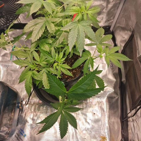 Lunar Howl  growlog timeline photo