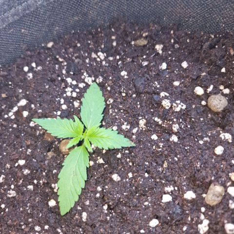 Frostbanger growlog timeline photo