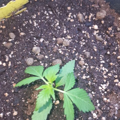 Frostbanger growlog timeline photo