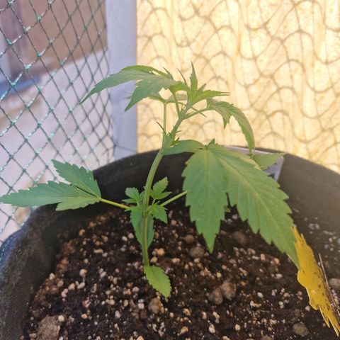 Frostbanger growlog timeline photo