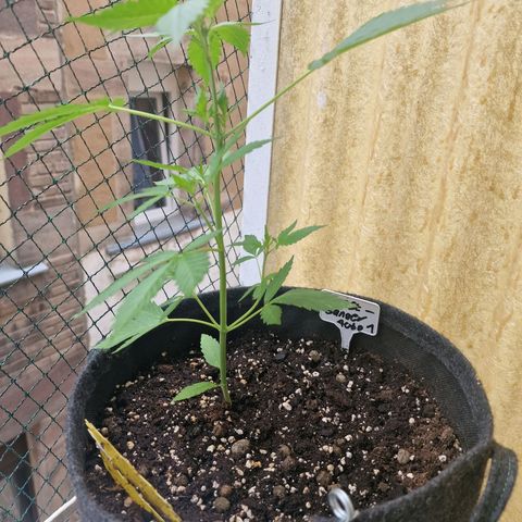 Frostbanger growlog timeline photo