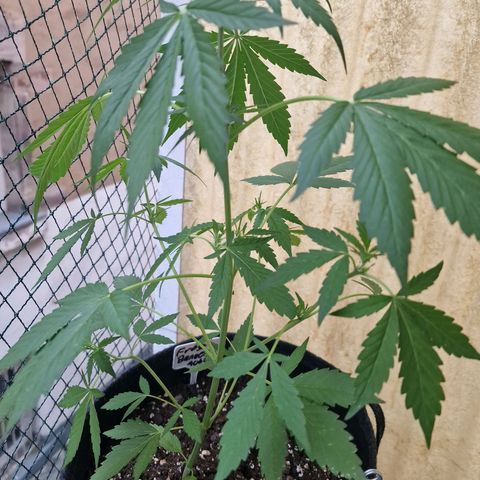 Frostbanger growlog timeline photo
