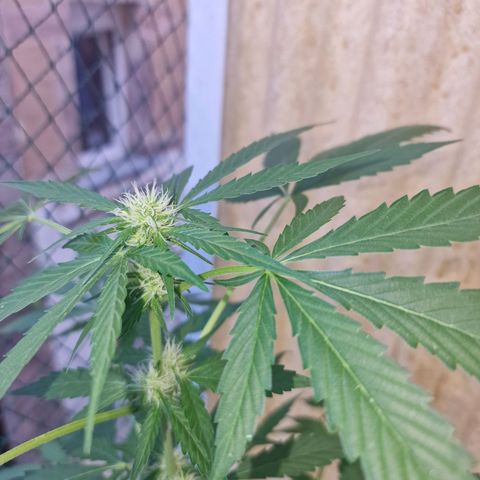 Frostbanger growlog timeline photo