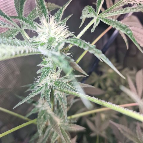 Lunar Howl  growlog timeline photo