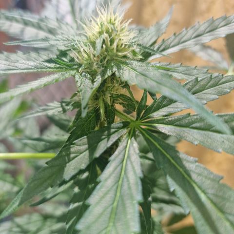 Frostbanger growlog timeline photo