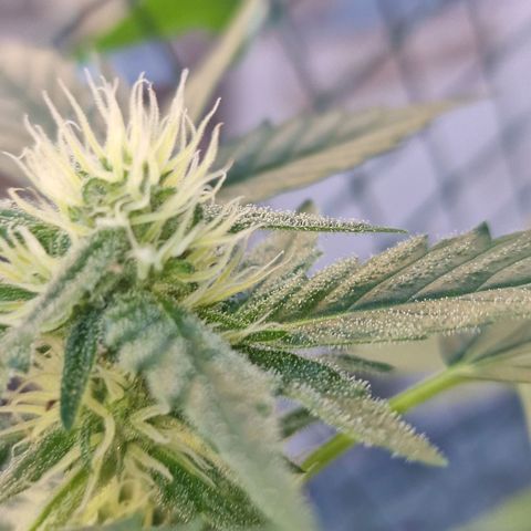 Frostbanger growlog timeline photo
