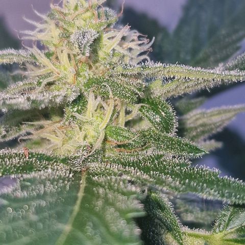 Frostbanger growlog timeline photo