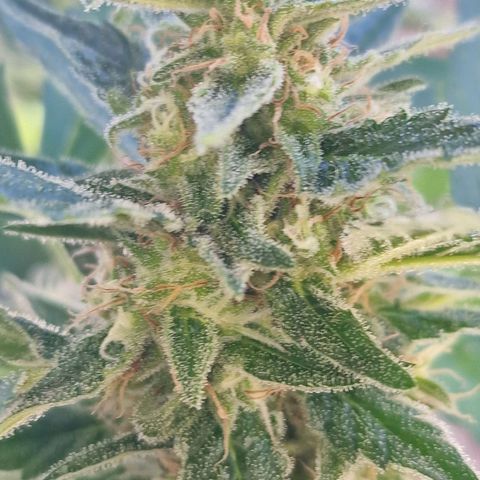 Frostbanger growlog timeline photo