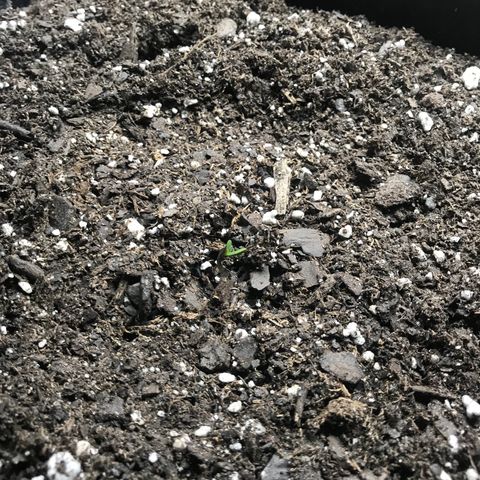 Purple Haze Auto growlog timeline photo