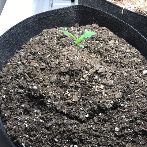 Purple Haze Auto growlog timeline photo