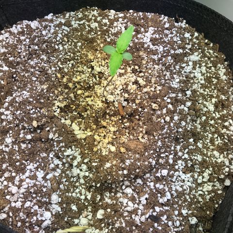 Purple Lemonade Auto growlog timeline photo