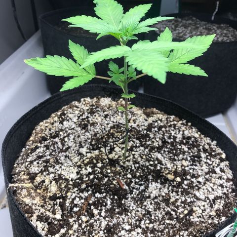 Purple Lemonade Auto growlog timeline photo