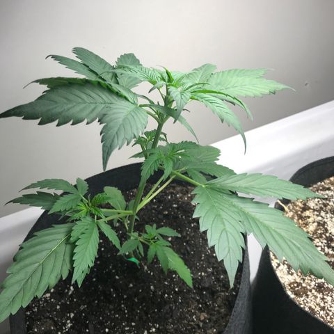 Purple Haze Auto growlog timeline photo