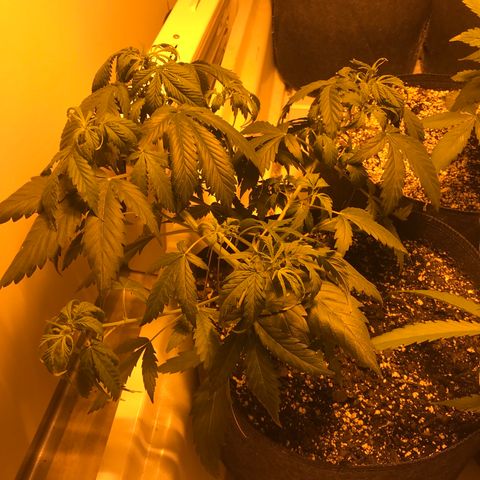 Purple Haze Auto growlog timeline photo