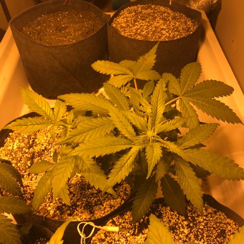 Purple Lemonade Auto growlog timeline photo