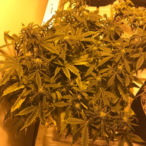 Purple Haze Auto growlog timeline photo