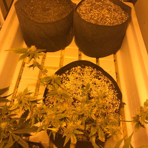Purple Lemonade Auto growlog timeline photo