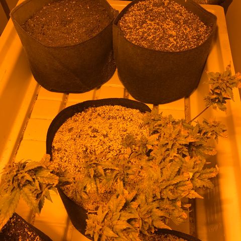 Purple Lemonade Auto growlog timeline photo