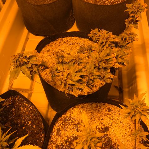 Purple Lemonade Auto growlog timeline photo