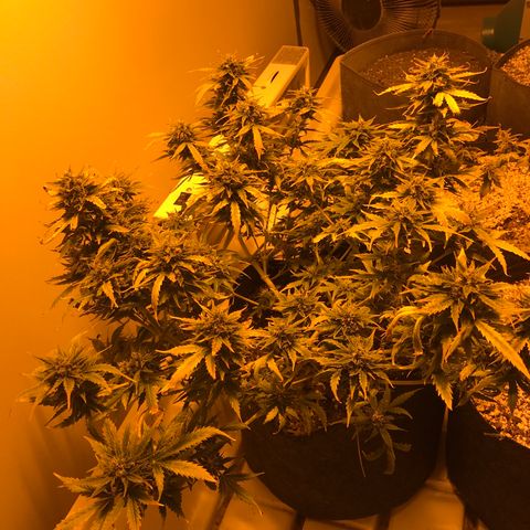 Purple Haze Auto growlog timeline photo